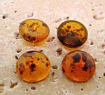 13mm. TORTOISE BROWN SPECKLE SHINY ROUND CABOCHONS - Lot of 48