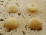 13mm. NATURAL IVORY MATTE MARBLE ROUND CABOCHONS - Lot of 48