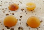 13mm. AMBER MATTE MARBLE ROUND CABOCHONS - Lot of 48