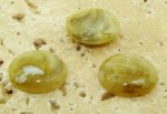 15mm. OLIVE GREEN SHINY MARBLE ROUND CABOCHONS - Lot of 48